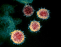 Coronavirus SARS-CoV-2t, Image Credit: NIAID